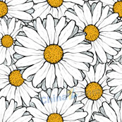 白色太阳菊背景图