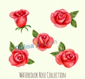 水彩绘红玫瑰矢量素材