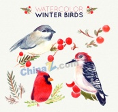 水彩绘冬季小鸟矢量图