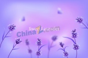 淡紫色花卉矢量背景素材