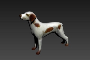 斑点狗动物模型
