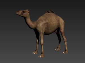 骆驼3D动物模型