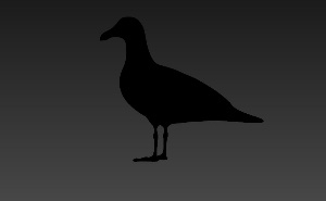 海鸥动物模型
