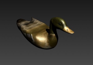 野鸭子动物模型