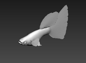 鱼模型设计