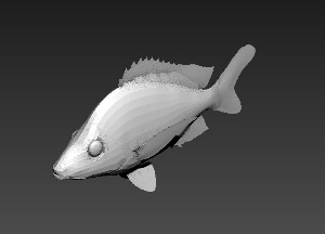 鱼模型效果图