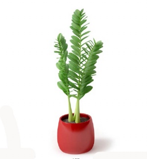 绿色盆栽3D模型效果图