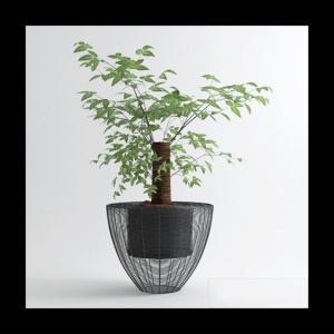 室内植物盆栽3D模型设计