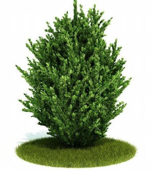绿色灌木3D模型