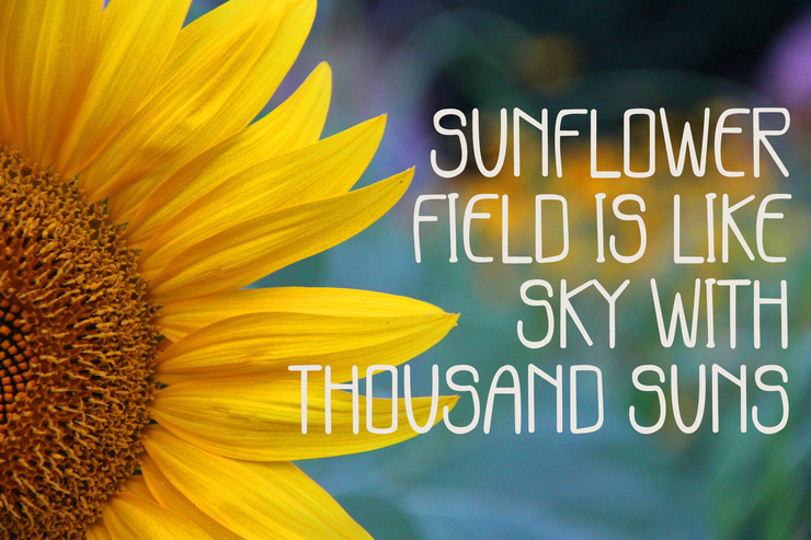 Sunflower Garden字体 1