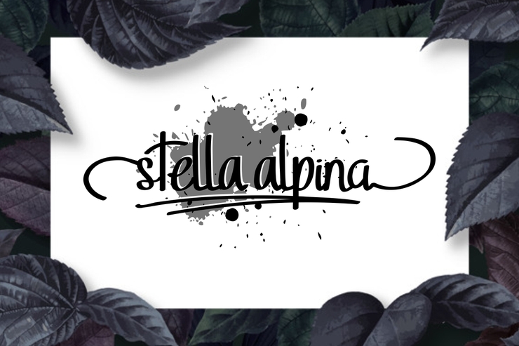 Stella Alpina字体 2