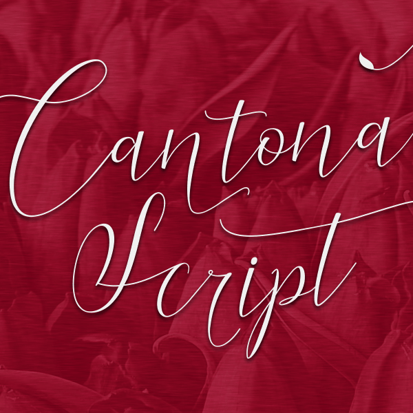 Cantona Script字体 1