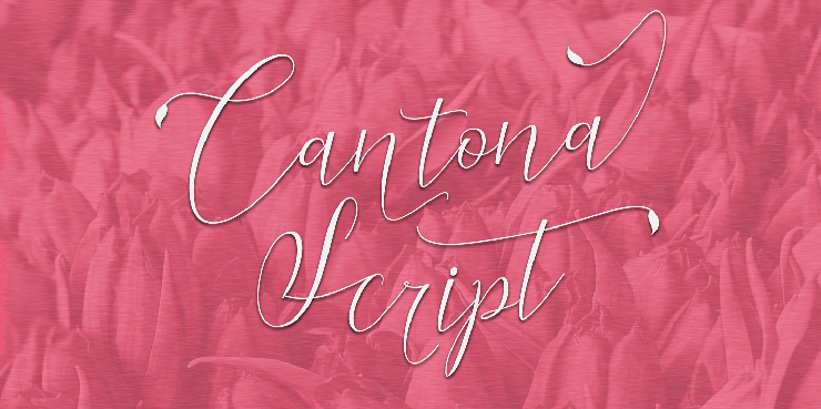 Cantona Script字体 2