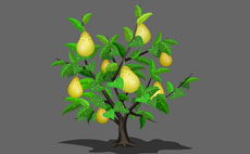flash结满果实的梨树动画