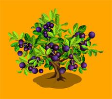 蓝莓果树flash植物动画