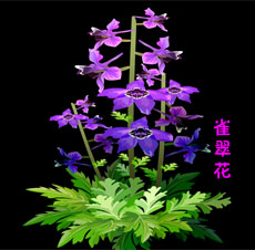 紫色雀翠花flash素材