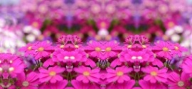 紫色绚丽鲜花对称特效flash动画