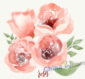 水彩绘粉色玫瑰花矢量素材