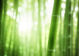 绿色竹林PPT背景图片