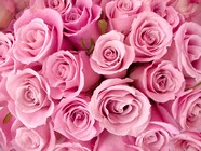 粉红色玫瑰花图片下载