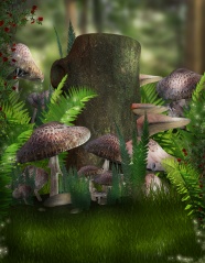 高清森林蘑菇图片下载