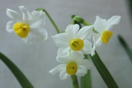 白色水仙花唯美图片