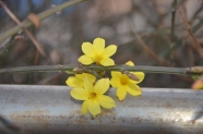 迎春花高清图片