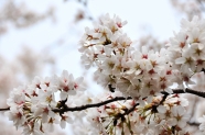 白色樱花图片下载