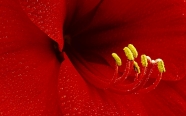 鲜艳红色百合花图片