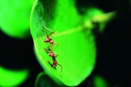 树叶上的两只蚂蚁图片