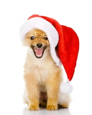 可爱圣诞狗狗图片