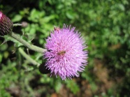 紫色蒲公英花蜜蜂图片