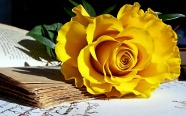 黄色玫瑰花唯美意境图片