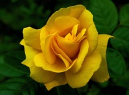 高清黄色玫瑰图片