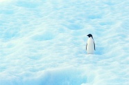 雪地帝企鹅图片