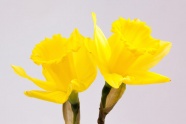 黄色水仙花瓣图片