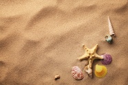 唯美沙滩海螺贝壳图片