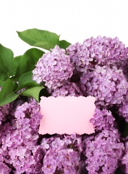 紫色清新丁香花图片