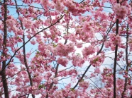清新粉色樱花图片
