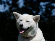 白色秋田犬图片