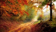 秋天森林景观图片