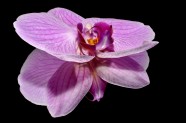 淡紫色兰花图片