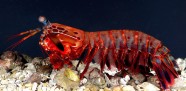 多彩螳螂虾图片