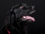 黑色狗狗图片肖像