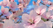 烂漫粉色樱花图片