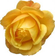 黄色妖艳玫瑰花图片