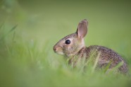 草地小兔子图片