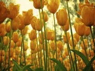 黄色荷兰郁金香图片