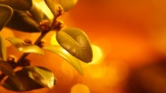 橘黄色背景叶子特写图片