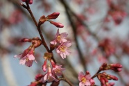 春天粉色樱花枝图片